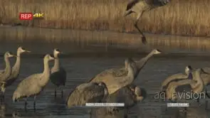 Sandhill cranes in early morning getting ready to fly, 1 flies, then a few more