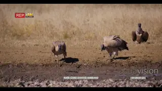 close up shot of three white-backed vultures.