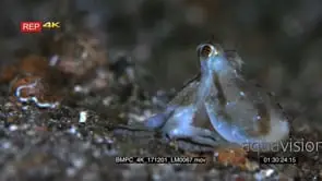 Close up side view of the whole Veined octopus or coconut octopus.
