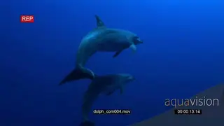 Indo-Pacific Bottlenose Dolphins swimming underwater in ocean then turning back.