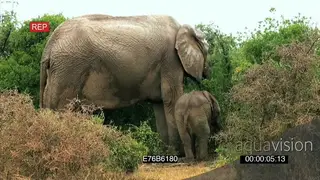 African elephant mother with calf feeding off bushes in rainy weather