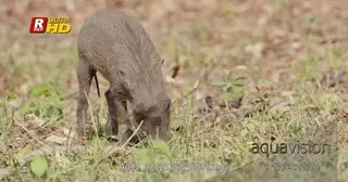 Young Warthog standing during daytime, feeding on grass and walking out of frame.