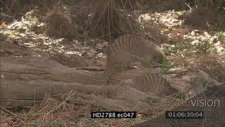 Banded Mongoose group walking looking around and searching on bushveld MS MLS LS ZI ZO PAN