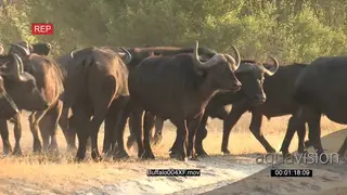 Herd of Cape buffalo walking WS