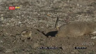 Prairie Dogs getting out of hole then walking and eating on prairie 2S MLS PAN