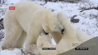 Polar bears fighting aggressively pushing each other over