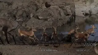 Nile crocodile stalking on a herd of Impalas while submerged.