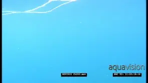 POV Cage Diving. Great White Shark swims past UW