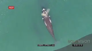 AERIAL of Southern right whales swimming