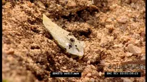 Regurgitated egg from a Rhombic Egg-eater. CU.
