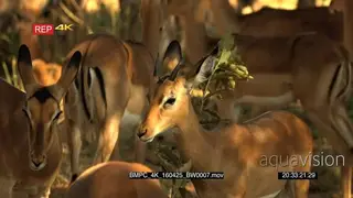 A Herd of Impalas standing under the shade of a tree grooming one another GENERAL BEHAVIOR