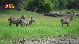 Waterbuck herd, walking, searching and feeding on grass.