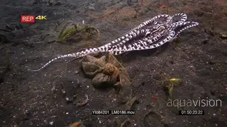 Close up tracking shot of a mimic octopus, octopus sp19.