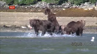 A Group of Grizzly Brown Bears in river hunting for salmon WS MS