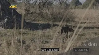 Tilt Down from trees to African wild dog patrolling hunting