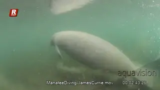 Adult female Manatee swimming around during daytime.