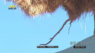 Sociable Weaver nest against blue sky CUTAWAY