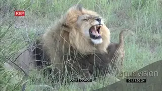 African Male Lion and Lioness interacting with the cubs and lays down