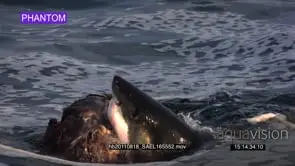 SLOW Great White feeding on Seal