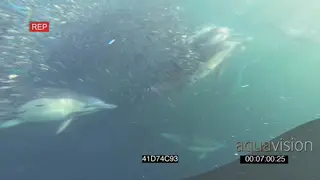 Cape Fur seals Common Dolphins feeding off Sardine baitball underwater UNDERWATER HANDHELD