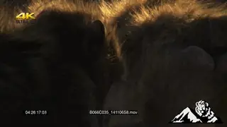 Chacma Baboon grooming juvenile while infant suckles.