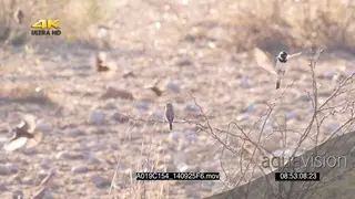Flock of Cape Sparrows Sociable Weavers flying around sitting on thorny bushes SLOWMO