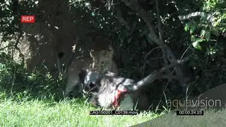 African Lioness laying down on bushveld feeding on a kill and moving around MLS HAND