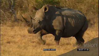 White Rhino jogging on African savannah