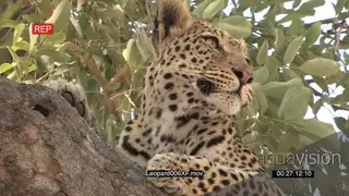 Young Leopard on a branch of a tree, looking around for prey CU PROFILE