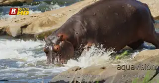 Hippo entering river, wading and submerged, ears and eyes above the water surface.