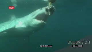 Great white shark gently swimming underwater in ocean biting bait line and passing by…