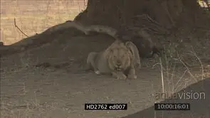 Male Lion aggressive charge towards camera MS ZI ZO