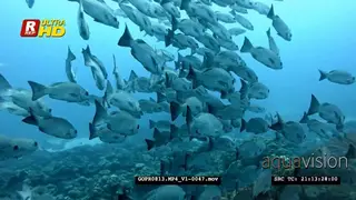 Large school of red snapper 's Lutjanus bohar