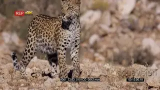 Tracking close up of a leopard walking along the rocky mountain side hunting.