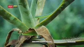Natal green snake slithering down aloe GREEN