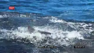 Great White shark feeding through Sardine bait ball TOPSIDE