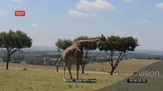 Giraffe giving birth LWS