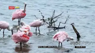Roseate Spoonbills standing in a lake drinking water and preening HA MWS