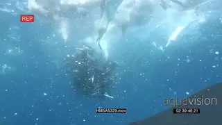 Cape Gannets and Dusky Sharks attacking Sardines bait ball UW LWS HAND