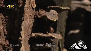 Bracket also called Shelf Fungi growing in African Torpical forest in Uganda