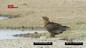 Bateleur flies from tree to water and drink