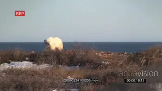 Animal Conservation officer following chasing shooting towards Polar bear running away in.