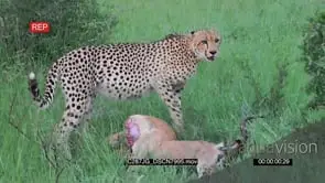 Cheetah Standing next to the Impala Kill Burrowing Digging on the Grass and Starts.