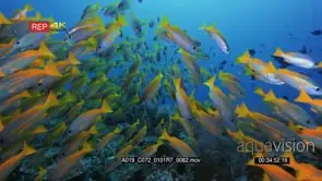 Stunning wide shot so full of fish large schools of bigeye snapper swimming towards.