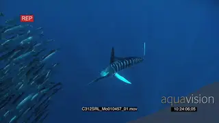 Marlin sailfish hunting and feeding on bait ball in deep blue ocean