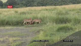 Cheetah female with two cubs around kill, dragging into high grass