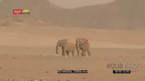 Desert elephant walking with a tiny calf through a sandstorm in the in the hoanib desert