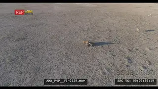 Aerial Drone shot Black-backed jackal scavenging off carcass in open veld 2nd jackal.