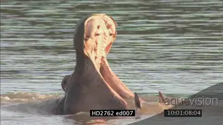 Hippo yawning and showing teeth MCU