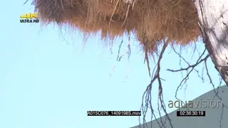 CUTAWAY Sociable Weaver nest SLOWMO